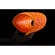 FURYGAN D30 back protector Оранжевый